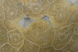 Free-Standing Polished Fossil Coral (Actinocyathus) Display #69358-2